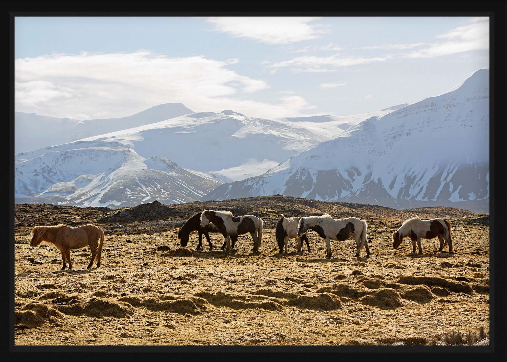 Poster - Wilde Pferde
