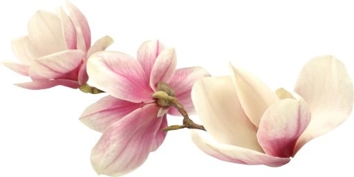 Wandtattoo - Weiße Blumen