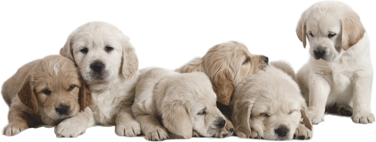 Wandtattoo - Labrador-Welpen / 02