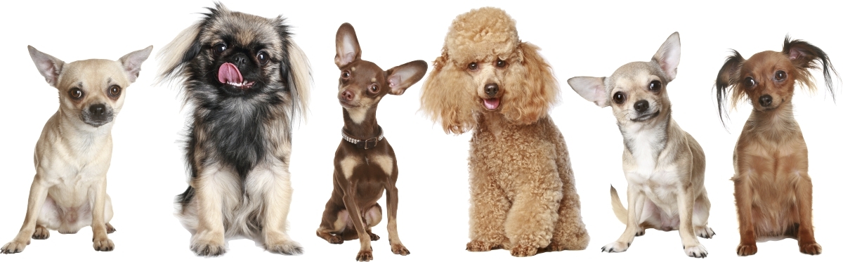 Wandtattoo - Hunde / 03