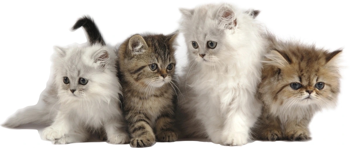 Wandtattoo - Kätzchen