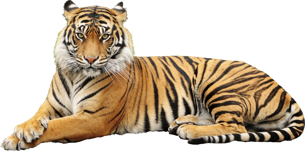 Wandtattoo - Tiger / 02