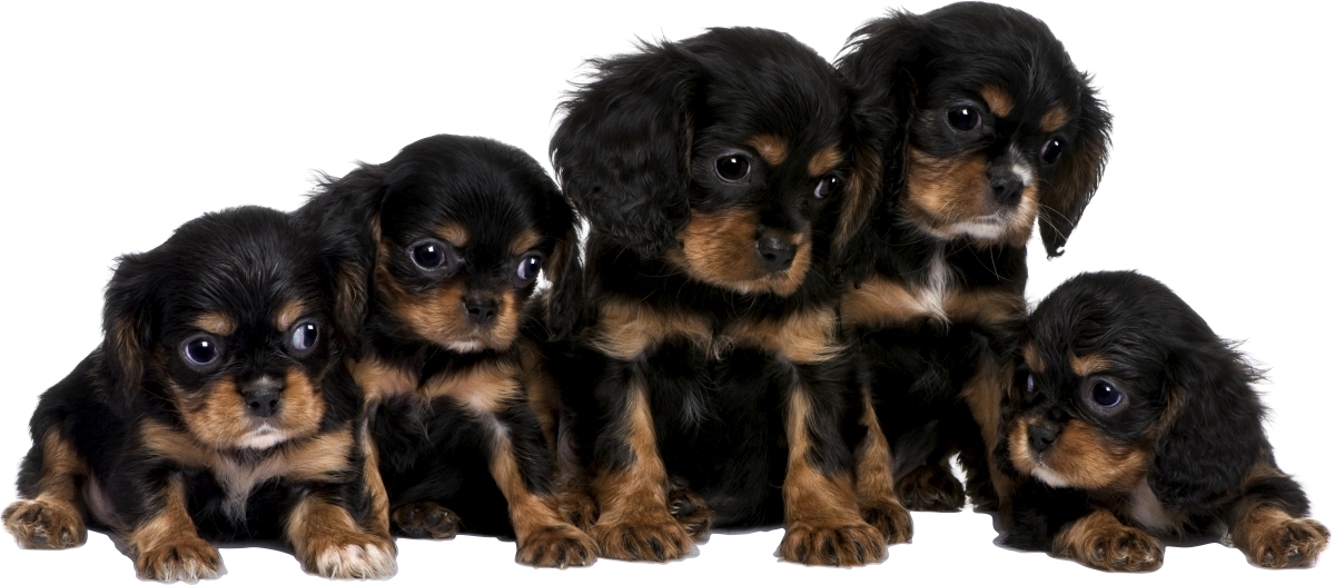 Wandtattoo - Labrador-Welpen