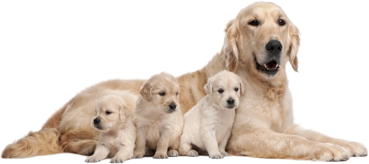 Wandtattoo - Labrador