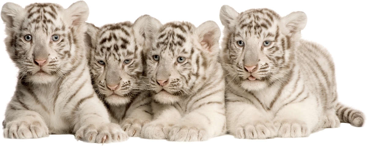 Wandtattoo - Tigerbabys