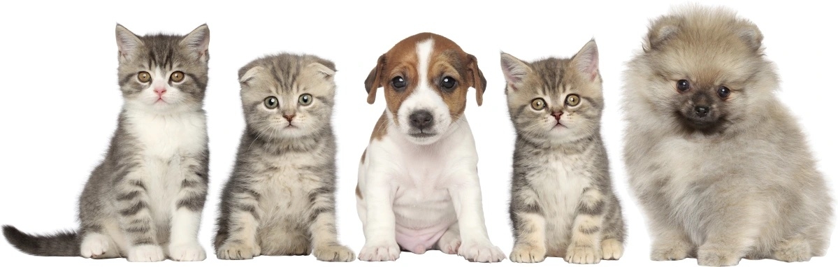 Wandtattoo - Hund und Katzen