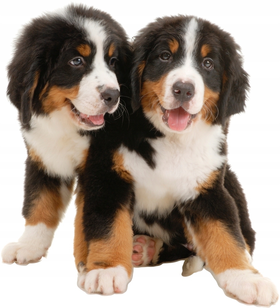 Wandtattoo - Hunde / 02