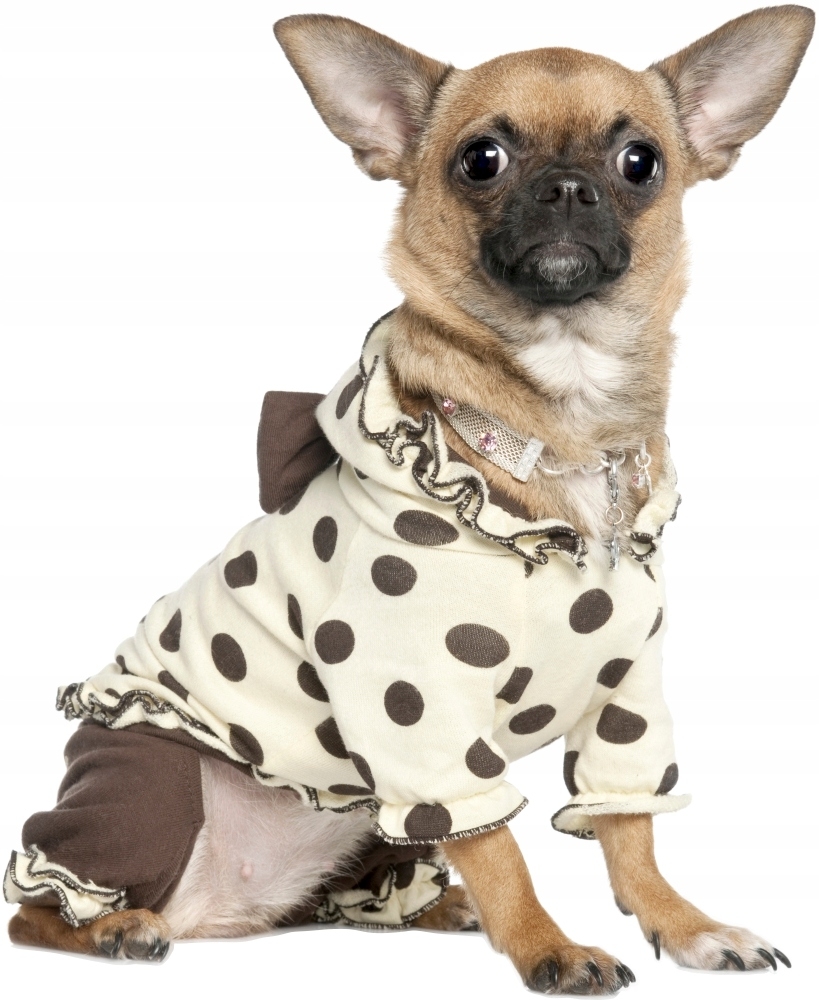 Wandtattoo - Hund / 02