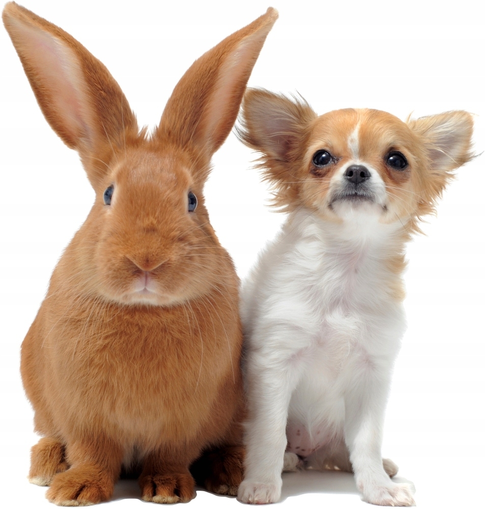 Wandtattoo - Hund und Hase