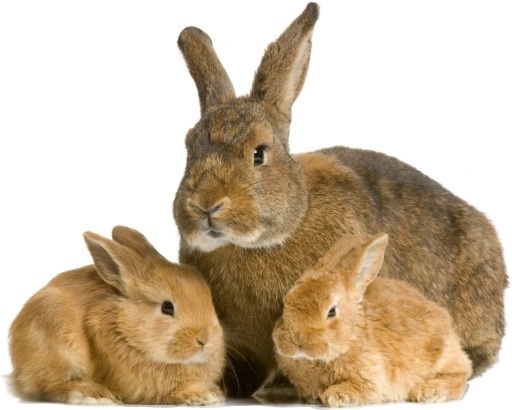 Wandtattoo - Kaninchen