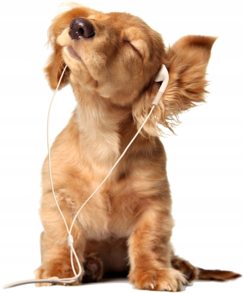 Wandtattoo - Hund im Kopfhörer