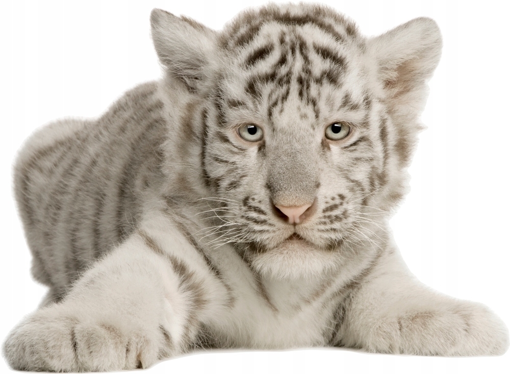 Wandtattoo - Weißer Tiger