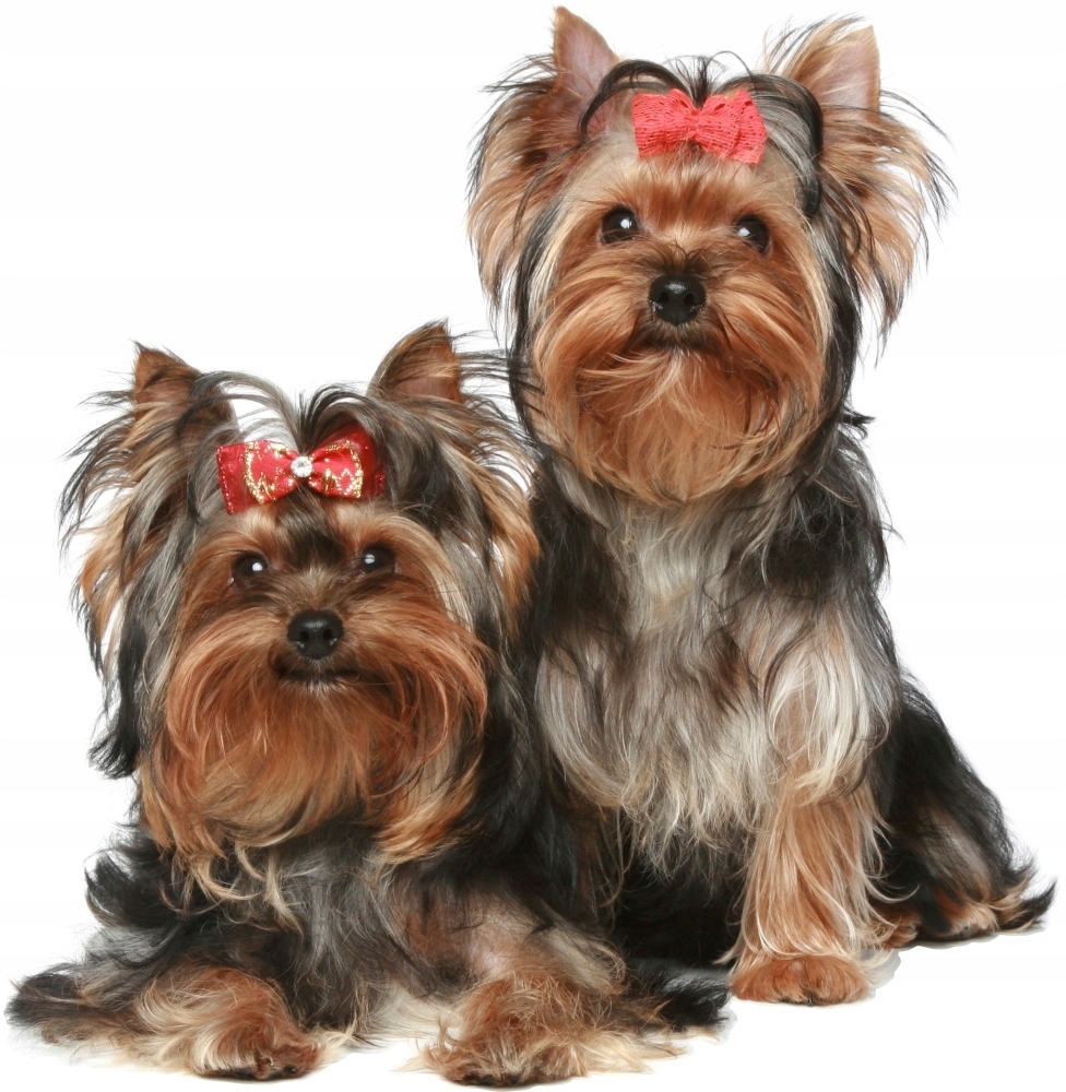 Wandtattoo - Hunde Yorkie