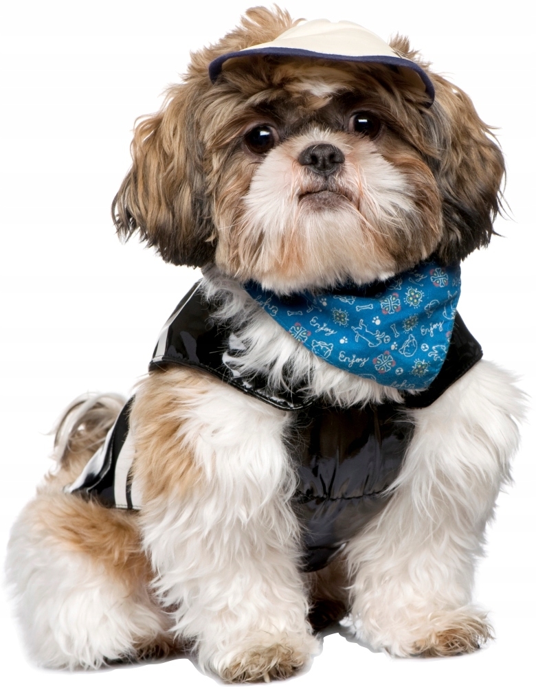 Wandtattoo - Hund Shih Tzu