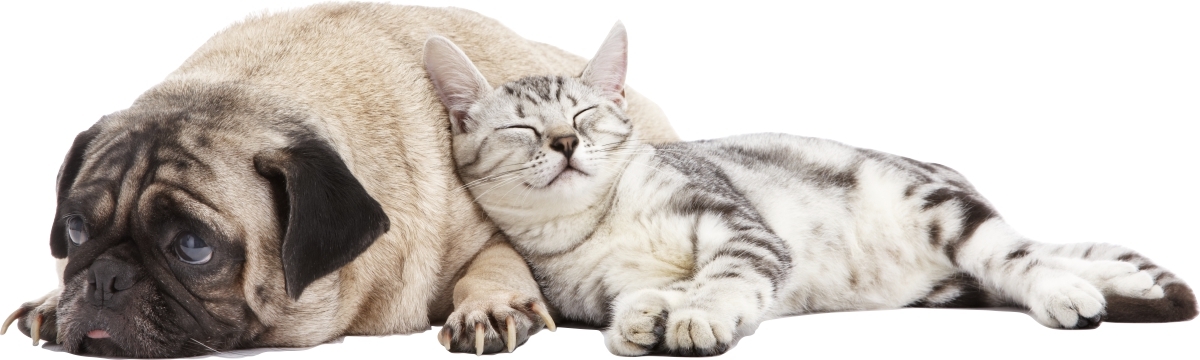 Wandtattoo - Mops und Katze