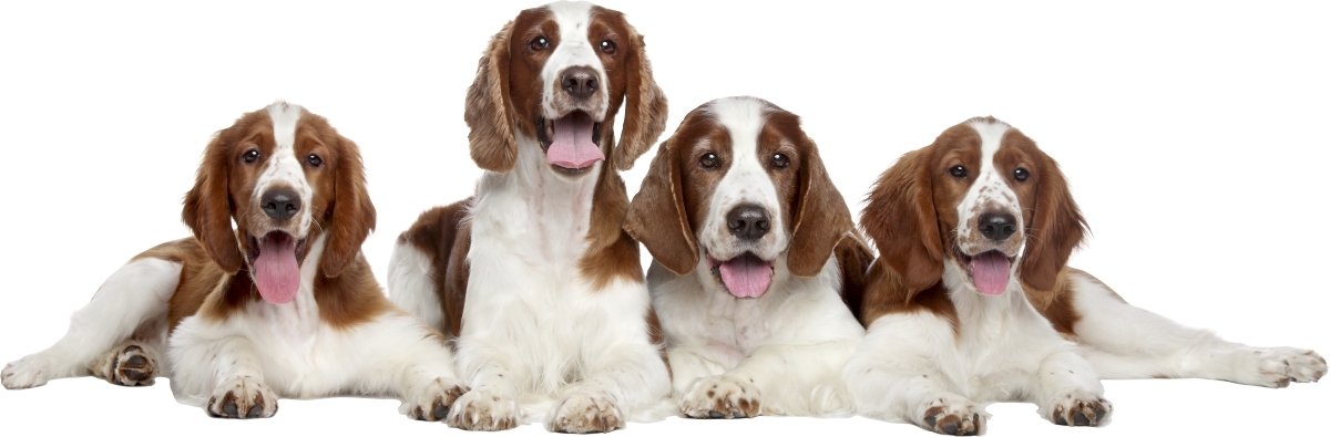 Wandtattoo - Hunde-Spaniel