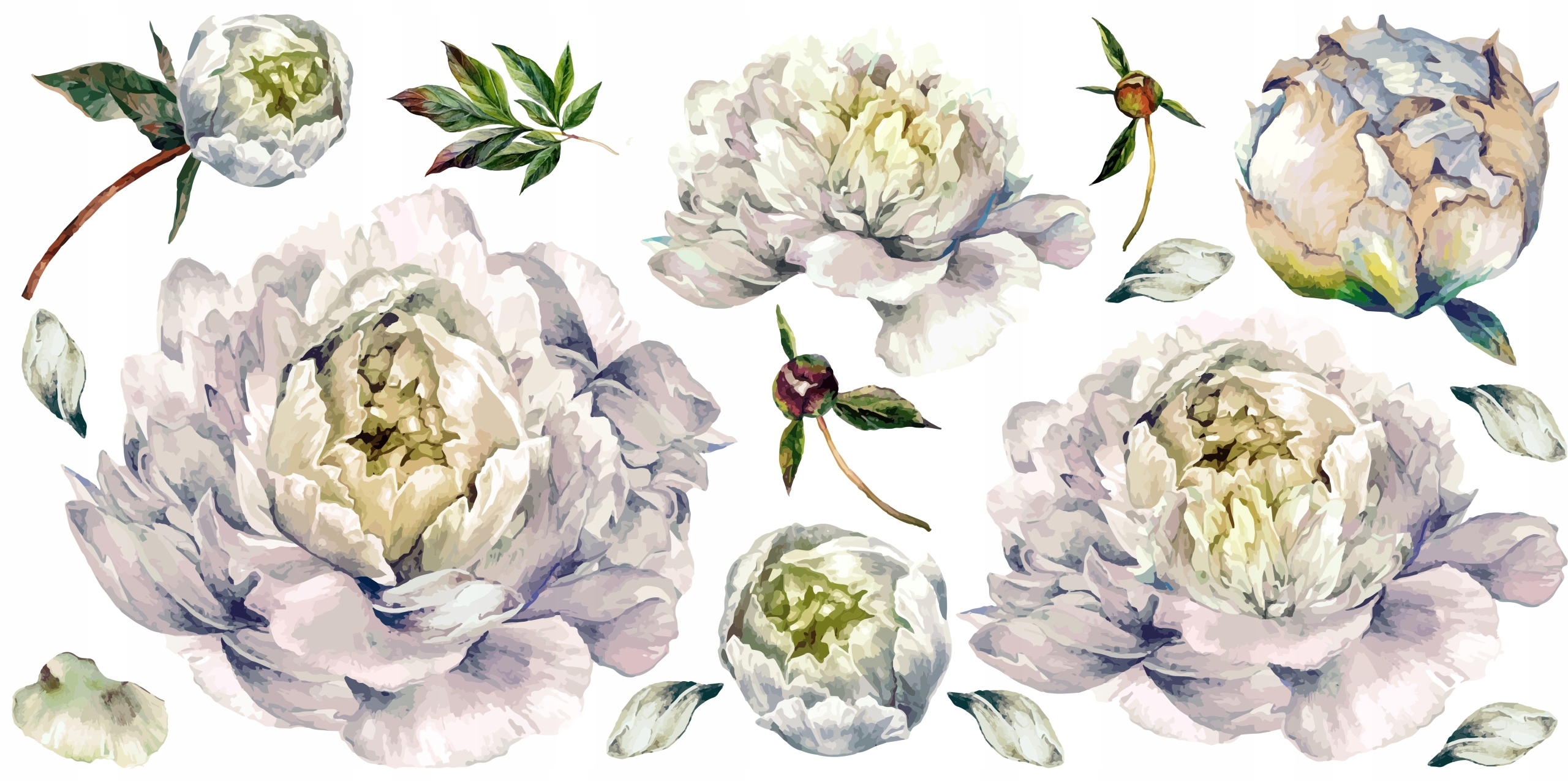 Wandtattoo - Pfingstrosen / Weiß / 02