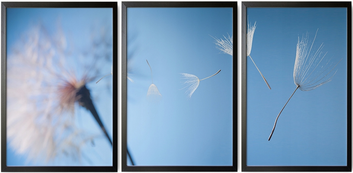 Poster - Löwenzahn / Blau / 3er-Set