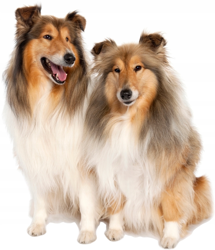 Wandtattoo - Schottische Schäferhunde