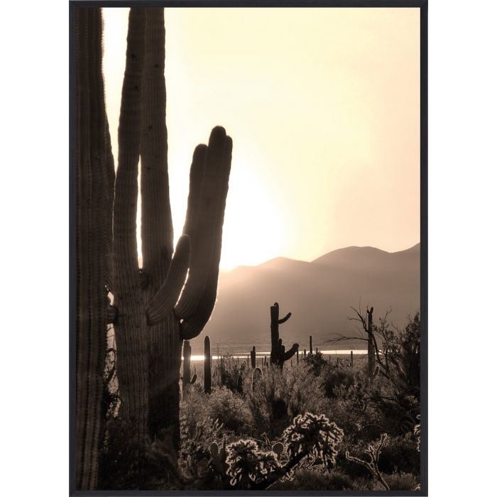 Poster - Wüstenkaktus / Flach verpackt