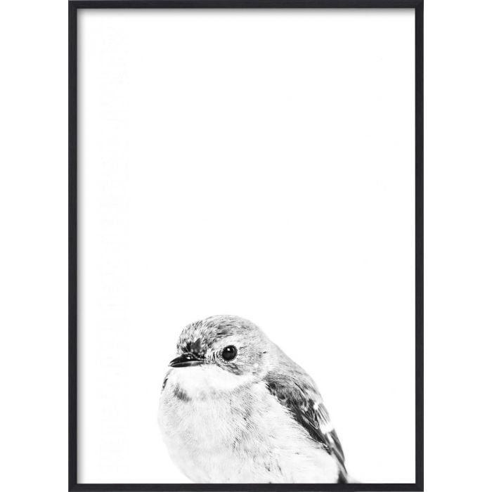 Poster - B&W kleiner Vogel / Flach verpackt