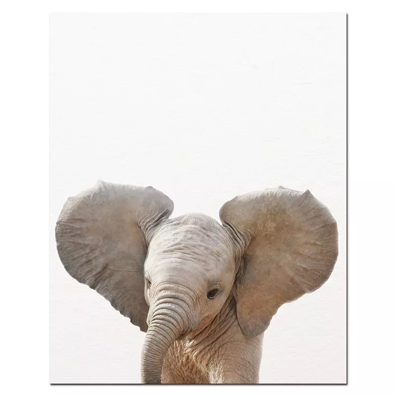 Poster - Elefant