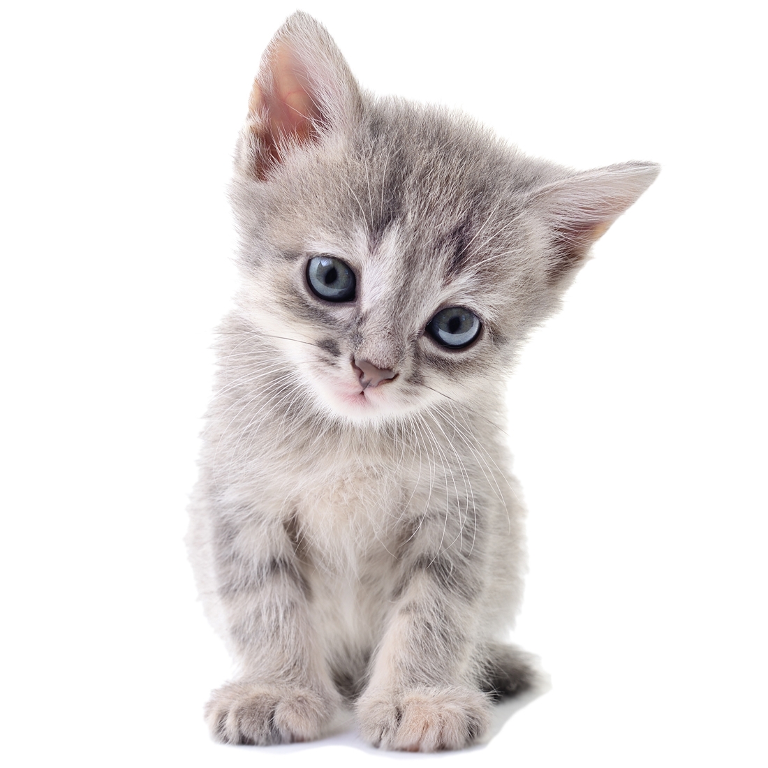 Wandtattoo - Kätzchen